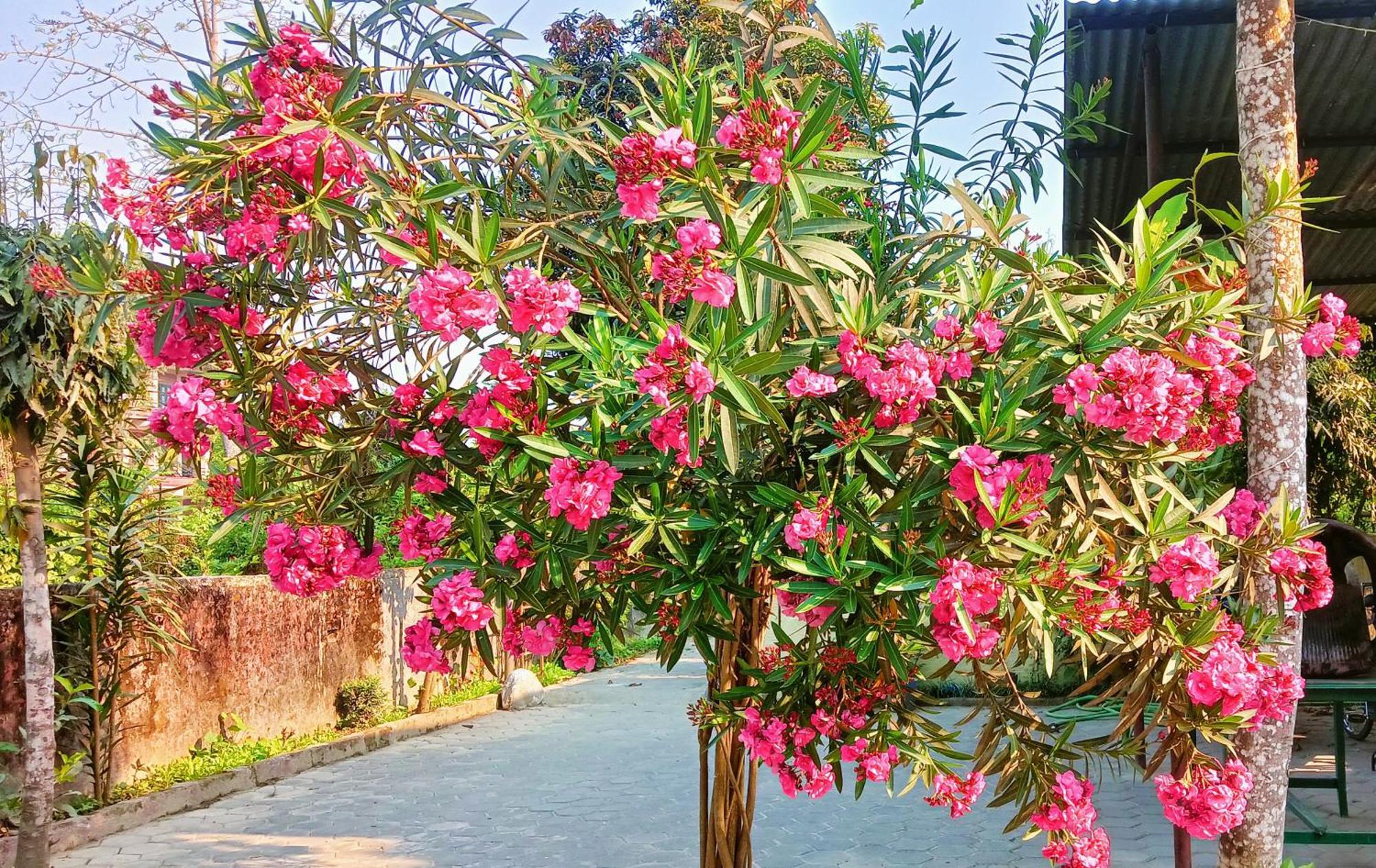 סאורהה Hotel Butterfly - Peaceful Garden For Nature Lovers מראה חיצוני תמונה